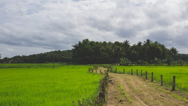 A lush green paddy field in rural Tamil Nadu with a dirt pathway leading toward a thick grove of coconut and tropical trees under a cloudy sky
